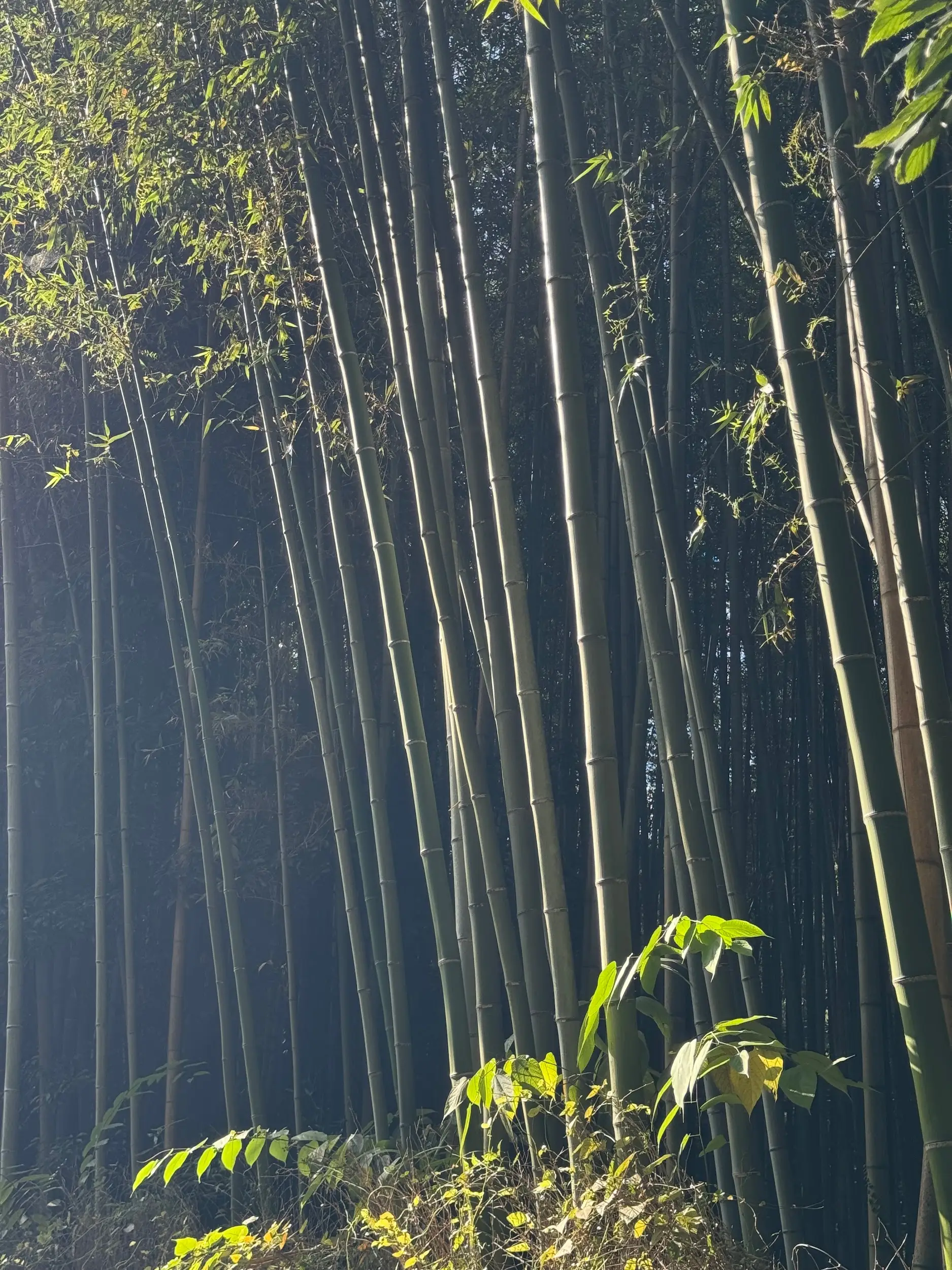 Япония, день 6, фото 2